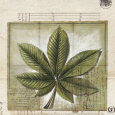 Feuille de Marronier Kunsttrykk av Gouny & Marange