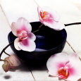 Orchid in a Bowl