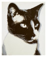 Gatos (Belas artes) Posters