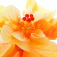 Photographies de fleurs jaunes Affiches