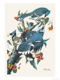 Blue Jay Premium Poster by John James Audubon