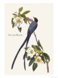Fork-Tailed Flycatcher Premium Poster by John James Audubon