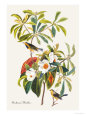 Bachman's Warbler Premium Poster by John James Audubon