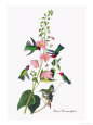 Anna's Hummingbird Premium Poster by John James Audubon