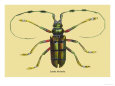 Beetles Posters