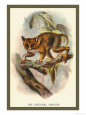 Tarsier Poster