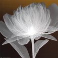 Full Bloom Awakening Art Print