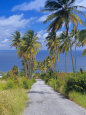 Palm Lined Road to Bathsheba, Barbados, West Indies, Caribbean, Central America