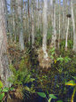 Bald Cypress Swamp in the Corkscrew Swamp Sanctuary Near Naples, Florida, USA Photographie par Fraser Hall