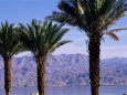 Palm Trees and Red Sea, Eilat, Israel, Middle East