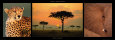 African Savannah Reproduction d'art par Michel & Christine Denis-Huot