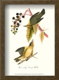 Warbler Framed Art Print by John James Audubon