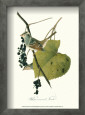 Finch Framed Art Print by John James Audubon