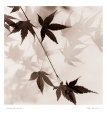 Japanese Maple Leaves I Reproduction d'art par Alan Blaustein