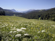 Cow Parsnip and Alpine Sunflower with Crested Butte in Distance, Washington Gulch, Colorado, USA Photographic Print by James Hager