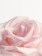 Powder Pink Rose I