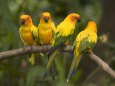 Closeup of Four Captive Sun Parakeets Photographie par Tim Laman