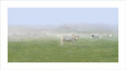 Les Vaches, c.2006