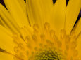 Closeup of a Yellow Chrysanthemum Flower, Lexington, Massachusetts Photographie par Tim Laman