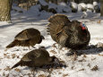 Turkeys (Color Photography) Posters