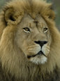 African Lion from the Sedgwick County Zoo, Kansas Lámina fotográfica por Joel Sartore