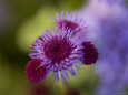Close View of a Lavender Flower, Groton, Connecticut Photographic Print by Todd Gipstein
