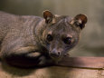 Fossa from the Henry Doorly Zoo's Desert Dome, Omaha Zoo, Nebraska