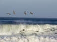 Pelicans (Color Photography) Posters