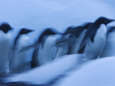 Adelie Penguins in Motion
