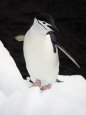Chinstrap Penguins Standing on Iceberg