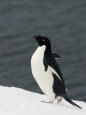 Adelie Penguin Walking on Snow