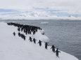 Adelie Penguins Walking in a Line