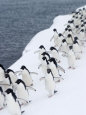 Adelie Penguins Walking in Line