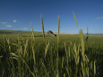 Barn Standing in an Open Field and Framed by Ears of Wheat, Utah Photographic Print by James P. Blair