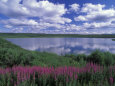 Fireweed, Lake and Clouds Reflecting in a Lake, Alaska Fotografisk tryk af Rich Reid