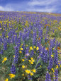 Coreopsis, Gilia, California Poppy and Lupine Photographie par Rich Reid