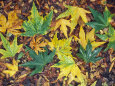 Fall Color Sycamore Leaves Mosaic in Santa Ynez, California Lámina fotográfica por Rich Reid