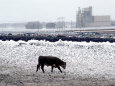 One Cow Walking in Feedlot, Winter Snow Storm, Kansas