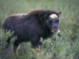 Musk Ox Calf Portrait, Alaska