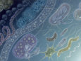 Painting of 17 Types of Bacteria by Jane Hurd Fotografisk tryk af Jane Hurd