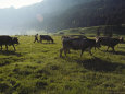 Switzerland, Appenzell, Cows Grazing in Field, Side View
