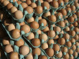 Sunday Market Eggs Being Sold, Paris, France Lámina fotográfica por Brimberg & Coulson