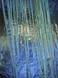 Water Ribbon Grasses, Triglochin Procera, in a River Stream, Australia Lámina fotográfica por Jason Edwards