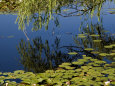 Weeping Willow Branch Reflected in a Water-Lily Pond, Groton, Connecticut Photographie par Todd Gipstein