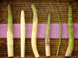 Asperge Posters