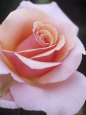 Hybrid Tea Rose, Sweet Lady Lámina fotográfica