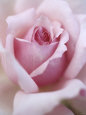 A Shrub Rose Lámina fotográfica