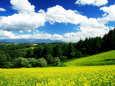 Rape Field Fotografie-Druck
