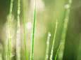 Morning Dew on Grass Leaves Fotografie-Druck