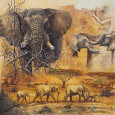 Safari II Art Print by Peter Blackwell